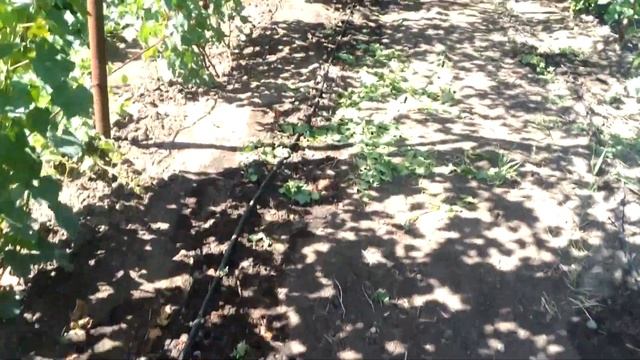 Обзор виноградника Август 2017 (часть 3) #Низина, #Чарли, Неизвестный сорт Молодые кусты смотреть онлайн