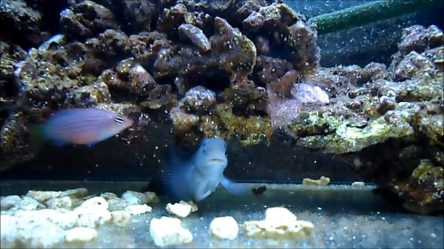 Pseudocheilinus Hexataenia (six line) смотреть онлайн