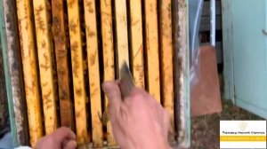 КАК НЕ ДОПУСТИТЬ РОЕНИЕ ПЧЁЛ-ФИНСКИЙ МЕТОД