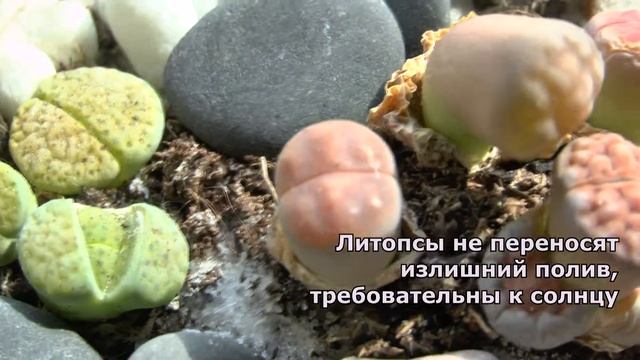 Литопсы. Растения для флорариумов. смотреть онлайн