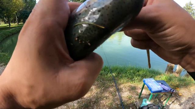 UNA VAGONATA DI TROTE a GALLEGGIANTE e MARACAS смотреть онлайн