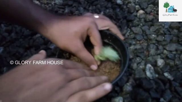 How to Grow and Care a Donkey's Tail /Sedum Morganianum/Burros tail/Succulent | Glory Farm House смотреть онлайн