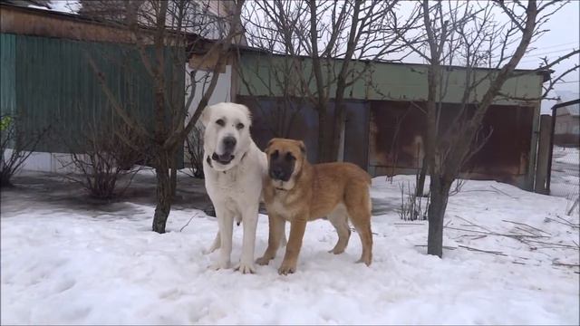 Рыжая Бестия 05 03 16 г - щенок среднеазиатской овчарки. 11.10.15 г/р смотреть онлайн