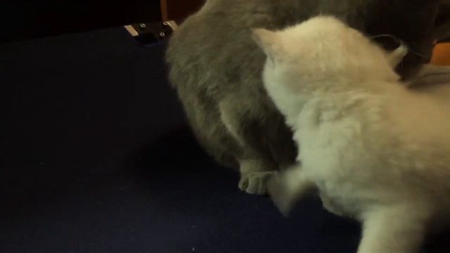 Кошка Киса её котята