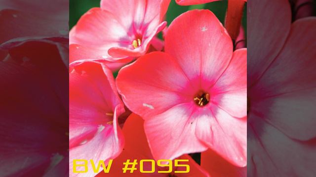 BW095 - Sommerliches Potpourri смотреть онлайн