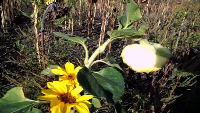 САМВЕЛ АДАМЯН ЮЛЬКА ЗАВИДУЕТ НАДЕ. ТОЖЕ ПРИШЛА ПРОСИТЬ ДЕНЕГ смотреть онлайн