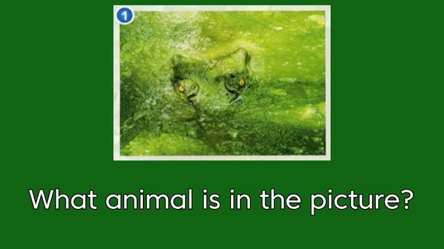 Superminds Page 42 Camouflage Activity 1, 2 and 3 смотреть онлайн