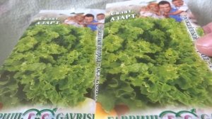 САЖАЕМ САЛАТ - АЗАРТ- НА ЗЕЛЕНЬ / СРЕДНЕСПЕЛЫЙ/