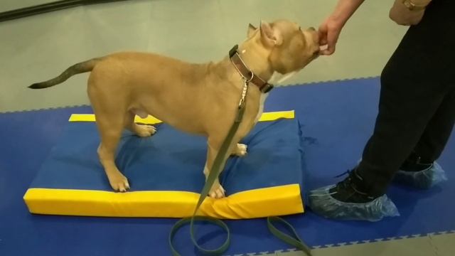 Американский Булли Тревис 6 месяцев. Тренировка в зале начало обучения. смотреть онлайн