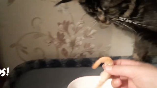 Что это ? где моё мясо ?🤣 (Мейн кун) смотреть онлайн