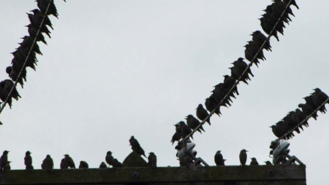 Sturnus Vulgaris: A Second Look смотреть онлайн