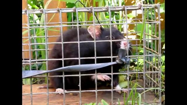 Карбыш, лесной хомяк смотреть онлайн