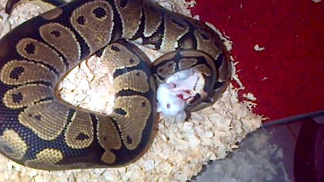 Ular Ballphyton Makan Tikus || Ballphyton Eating Mice #python #ballpython #feeding #reptiles #snake