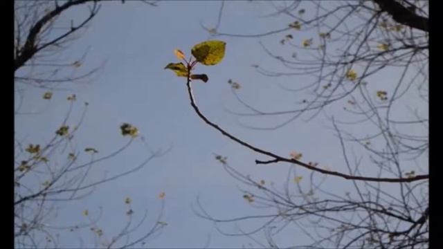 ALAMO - Populus nigra смотреть онлайн