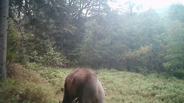 Фотоловушка. По следам невиданных зверей. Марал дышит в камеру. смотреть онлайн