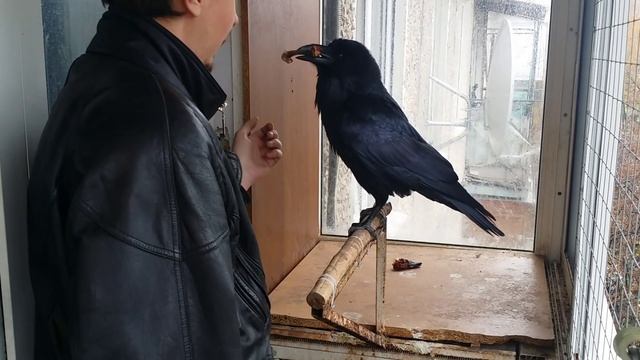 Ворон: Куриная косточка смотреть онлайн