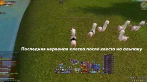Альпака появилась на ярмарке | Alpaca Fiesta