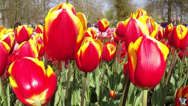 КËКЕНХОФ 2017. Кёкенхоф (Keukenhof) или Сад Европы. смотреть онлайн