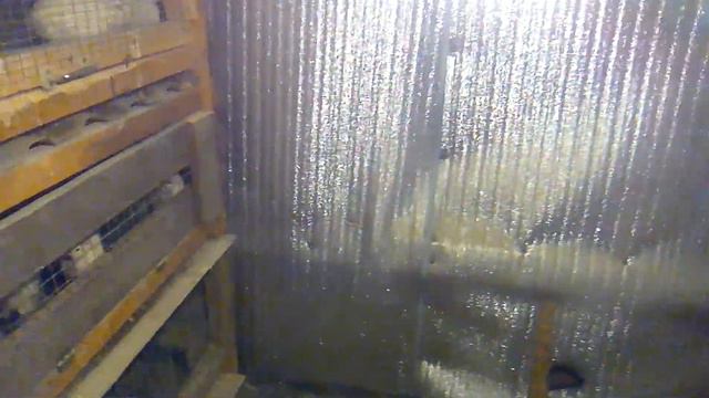 Техасский перепел/ Планы на этот год.хочу купить гусей и уток. смотреть онлайн
