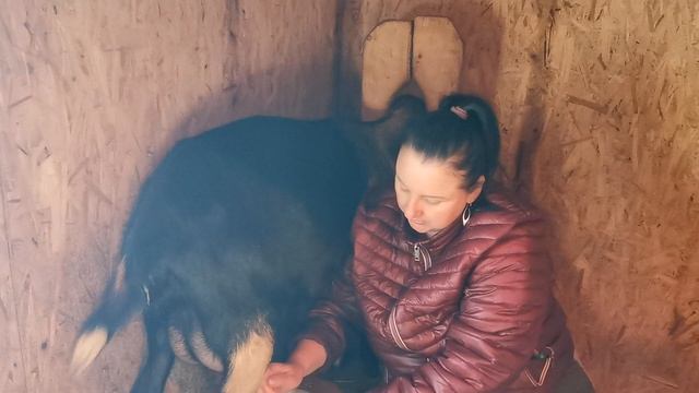 Раздой козы после окота.