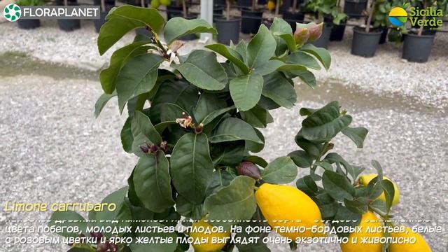 ?Sicilia Verde? Декоративные цитрусовые в нашем предложении смотреть онлайн