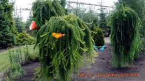 Лиственница японская (larix) ? японская лиственница обзор: как сажать, саженцы лиственницы