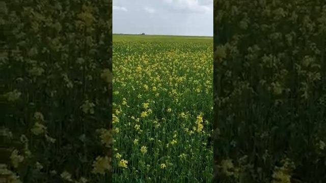 Релакс , звуки природы смотреть онлайн