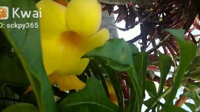 Flor amarela#amor #vida #python #fyp #paz смотреть онлайн