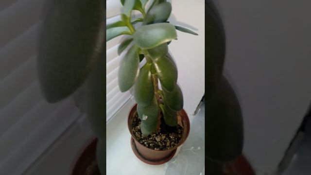 денежное дерево смотреть онлайн