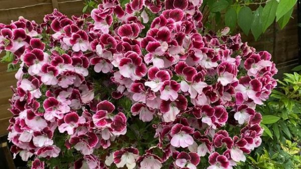 ПЕЛАРГОНИИ - ГИГАНТЫ! Секреты выращивания. Giant Geranium Pelargonium in my garden. London