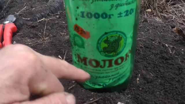 Весна 2021 на органическом винограднике Попова смотреть онлайн