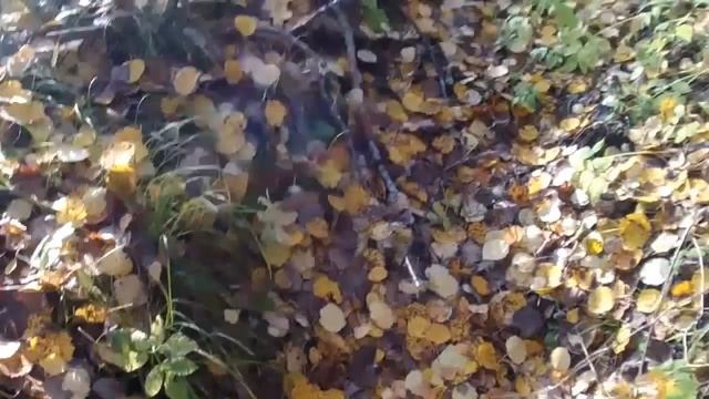 ОКОП ЖДЁТ ХОРОШЕГО КОПА. ПОЗИЦИИ КОЛЧАКОВСКИХ СОЛДАТ.POSITION Kolchak soldiers. смотреть онлайн