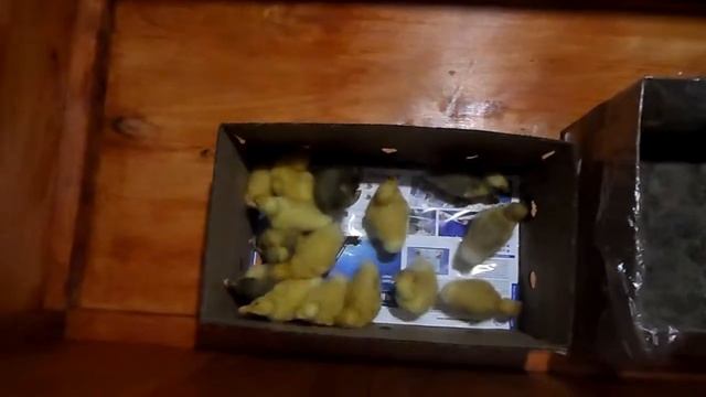 Утята бройлеры СТАР 53. Второй день. смотреть онлайн