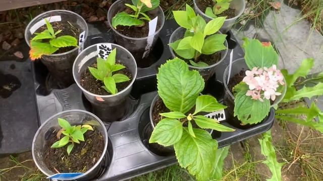 Страшные розы. Пеларгонии после грозы. Июньские черенки гортензий. смотреть онлайн