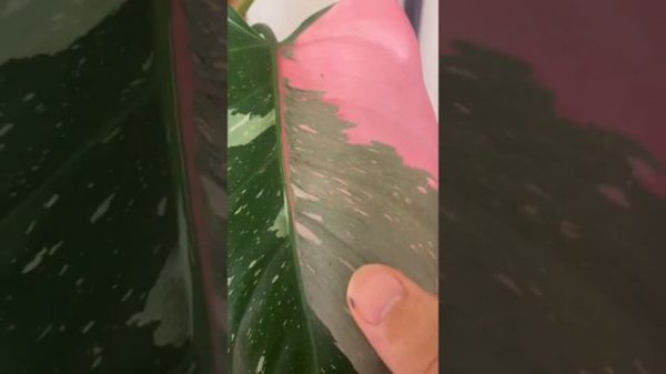 Philodendron White Princess Tricolor [Mature Plant]