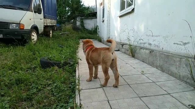 Молли на прогулке смотреть онлайн