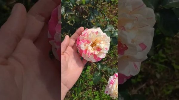 Роза Vanille Fraise "ванилла фрайз"