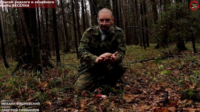 редкий гриб ВЕСЕЛКА - поиск под Москвой! www.grib.tv смотреть онлайн