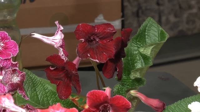 Стрептокарпусы DS. Dimetris смотреть онлайн