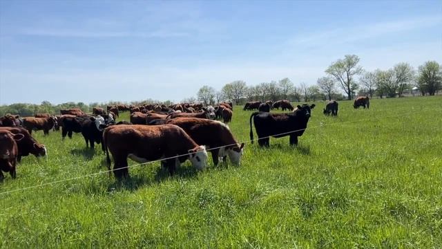 Life at Tyner Pond Farm: Holistic Managed Grazing and Cattle Move with Amy Baggott смотреть онлайн