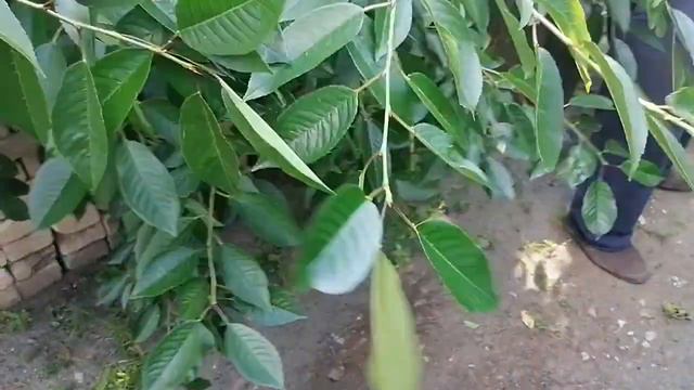 👍#ГАЗ 53#БУКСИРОВКА#РАБОТАЮТ ПРОФЕССИОНАЛЬНЫЙ#ЧАСТЬ 2#🇧🇾 смотреть онлайн