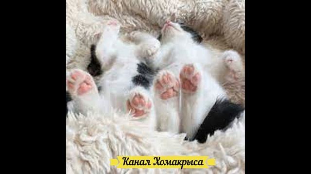 ❤ Усыпляющая музыка для кошек, котов и котят ! Колыбельная для кошек Успокаивающая музыка для коше смотреть онлайн