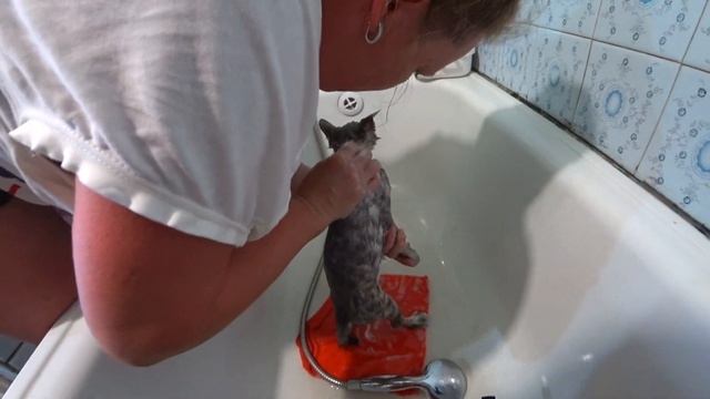 купание кошки Ляли обработка от блох смотреть онлайн