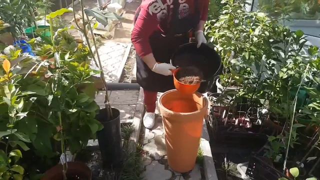 Пересадка Авокадо смотреть онлайн