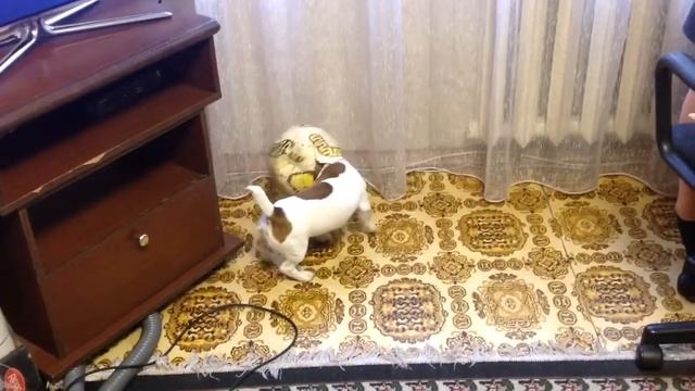 Щенок и рваный мяч смотреть онлайн