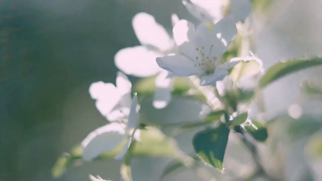 Музыка для Утреннего Пробуждения и Поднятия Настроения: Хорошая Музыка для Души и Бодрости Духа смотреть онлайн