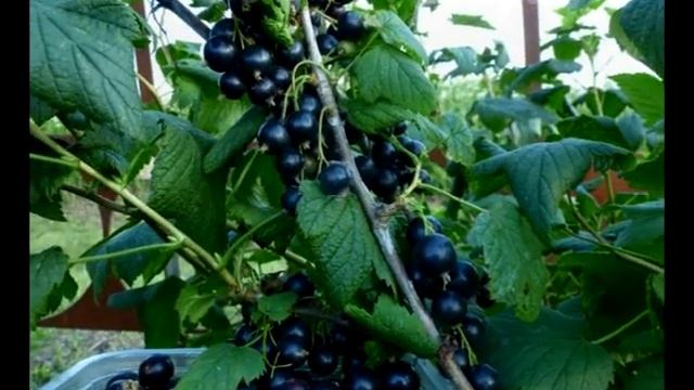 Смородина в нашем саду смотреть онлайн