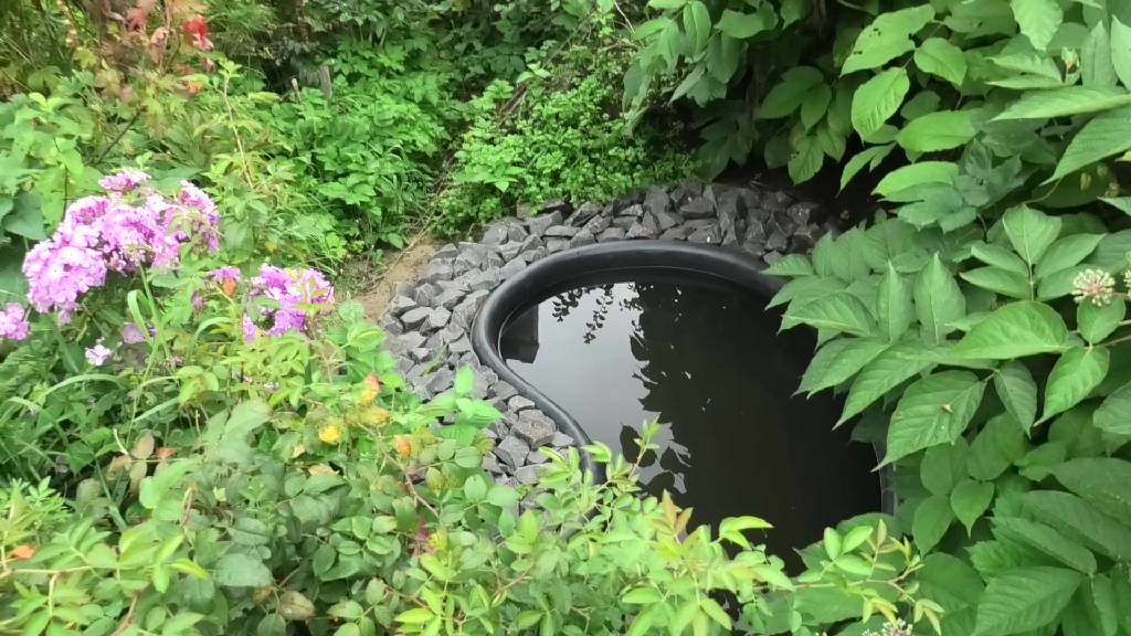 5-9 09 2023г на даче,дегустация смородины и арбуза