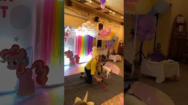 Дрессированные собачки на детский праздник. Дрессированные животные на день рождения в Москве и МО. смотреть онлайн