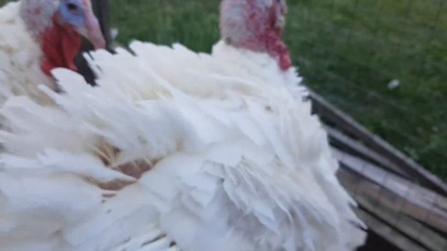 Индюки Биг-6 в шесть месяцев. Вес до и после забоя. смотреть онлайн